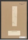 Nitzschia sp. (de-Toni-Nr.: Genus 47, Species 2150 var. ?) Zeichnungen Sammlung Grunow Nr. 4450 (NHMW-BOT-W0372386)